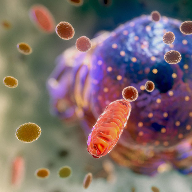 Mechanism of action animated video